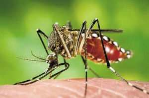 Aedes_aegypti